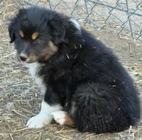 Puppy#6, a female Australian Shepherd for sale in Bennett, CO – 6 of 10