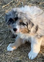 Puppy#3, a male Australian Shepherd for sale in Bennett, CO – 3 of 10
