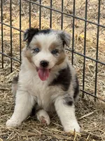 Puppy#2, a female Australian Shepherd for sale in Bennett, CO – 8 of 10