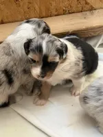 Puppy #1, a female Australian Shepherd for sale in Bennett, CO – 9 of 10