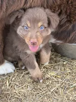 Puppy#5, a male Australian Shepherd for sale in Bennett, CO – 1 of 10