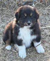 Puppy#6, a female Australian Shepherd for sale in Bennett, CO – 1 of 10