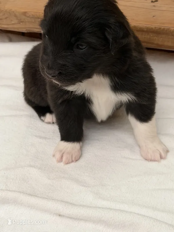 Puppy #7 – Australian Shepherd puppy for sale in Bennett, CO
