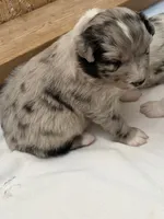 Puppy #3, a female Australian Shepherd for sale in Bennett, CO – 6 of 10