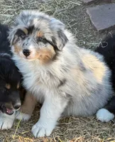 Puppy#3, a male Australian Shepherd for sale in Bennett, CO – 2 of 10