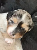 Puppy #1, a female Australian Shepherd for sale in Bennett, CO – 10 of 10