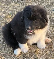 Puppy#4, a male Australian Shepherd for sale in Bennett, CO – 8 of 10