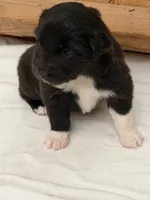 Puppy #7, a male Australian Shepherd for sale in Bennett, CO – 4 of 6
