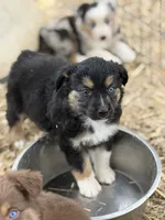 Puppy#6, a female Australian Shepherd for sale in Bennett, CO – 6 of 10