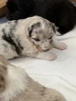 Puppy#2, a female Australian Shepherd for sale in Bennett, CO – 3 of 10