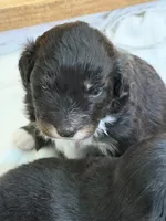 Puppy #6, a male Australian Shepherd for sale in Bennett, CO – 3 of 9