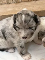 Puppy #3, a female Australian Shepherd for sale in Bennett, CO – 9 of 10
