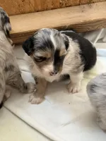 Puppy #1, a female Australian Shepherd for sale in Bennett, CO – 8 of 10