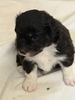 Puppy #6, a male Australian Shepherd for sale in Bennett, CO – 6 of 9