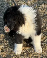 Puppy#4, a male Australian Shepherd for sale in Bennett, CO – 5 of 10