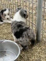 Puppy#1 , a female Australian Shepherd for sale in Bennett, CO – 4 of 10