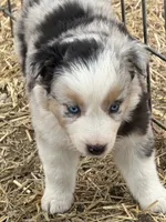 Puppy#2, a female Australian Shepherd for sale in Bennett, CO – 9 of 10