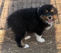 puppy#5, a male Australian Shepherd for sale in Bennett, CO – 4 of 8