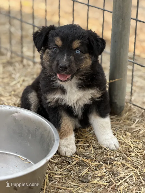 Puppy#6 – Australian Shepherd puppy for sale in Bennett, CO