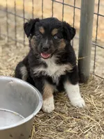 Puppy#6, a female Australian Shepherd for sale in Bennett, CO – 1 of 10