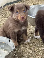 Puppy#5, a male Australian Shepherd for sale in Bennett, CO – 8 of 10