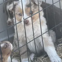 Puppy#9, a female Australian Shepherd for sale in Bennett, CO – Photo 7 of 10