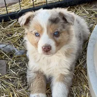 Puppy#9, a female Australian Shepherd for sale in Bennett, CO – Photo 4 of 10
