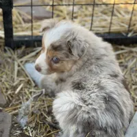 Puppy#9, a female Australian Shepherd for sale in Bennett, CO – Photo 6 of 10