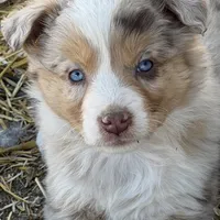 Puppy#9, a female Australian Shepherd for sale in Bennett, CO – Photo 1 of 10