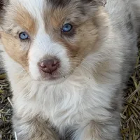 Puppy#9, a female Australian Shepherd for sale in Bennett, CO – Photo 2 of 10