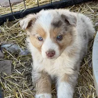Puppy#9, a female Australian Shepherd for sale in Bennett, CO – Photo 5 of 10
