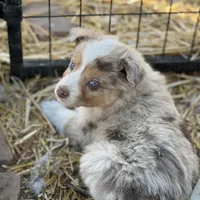 Puppy#9, a female Australian Shepherd for sale in Bennett, CO – Photo 3 of 10