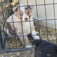Puppy#9, a female Australian Shepherd for sale in Bennett, CO – Photo 10 of 10