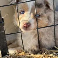 Puppy#9, a female Australian Shepherd for sale in Bennett, CO – Photo 8 of 10