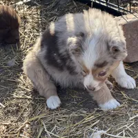 Puppy#9, a female Australian Shepherd for sale in Bennett, CO – Photo 9 of 10