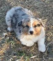 Puppy#2, a male Australian Shepherd for sale in Bennett, CO – 5 of 10