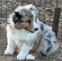 Puppy#2, a male Australian Shepherd for sale in Bennett, CO – 4 of 10