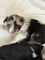 Puppy #1, a female Australian Shepherd for sale in Bennett, CO – 7 of 10