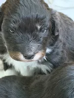 Puppy #6, a male Australian Shepherd for sale in Bennett, CO – 7 of 9
