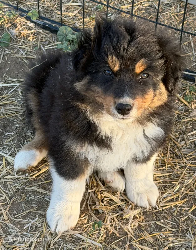 puppy#5 – Australian Shepherd puppy for sale in Bennett, CO
