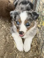 Puppy#1 , a female Australian Shepherd for sale in Bennett, CO – 10 of 10