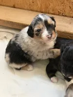 Puppy #1, a female Australian Shepherd for sale in Bennett, CO – 6 of 10