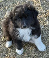 Puppy#7, a female Australian Shepherd for sale in Bennett, CO – 7 of 10