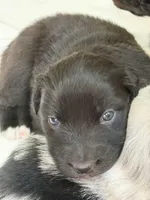 Puppy #7, a male Australian Shepherd for sale in Bennett, CO – 5 of 6