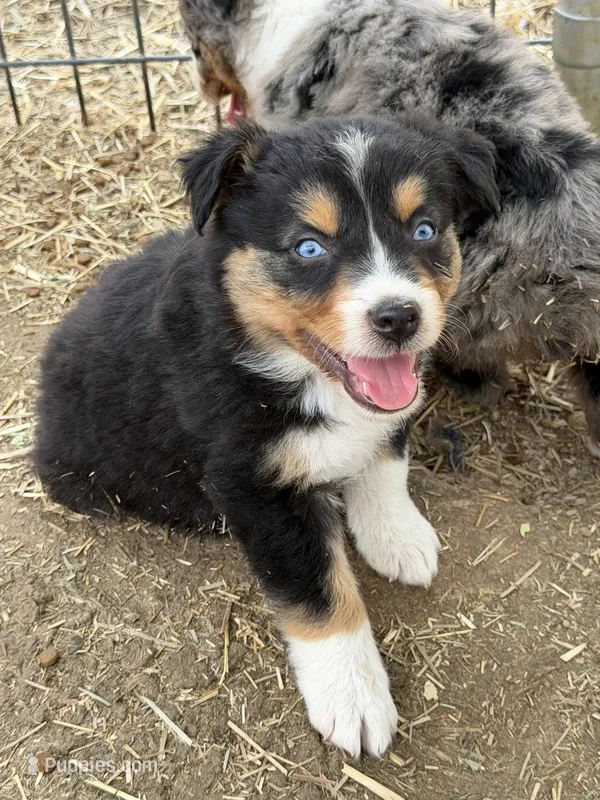 Puppy#4  – Australian Shepherd puppy for sale in Bennett, CO