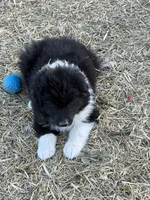Puppy#4, a male Australian Shepherd for sale in Bennett, CO – 7 of 10