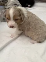 Puppy#5, a male Australian Shepherd for sale in Bennett, CO – 9 of 10