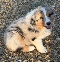 Puppy#2, a male Australian Shepherd for sale in Bennett, CO – 1 of 10