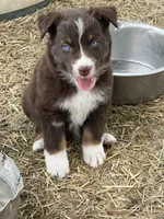 Puppy#3, a female Australian Shepherd for sale in Bennett, CO – 5 of 10