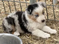 Puppy#2, a female Australian Shepherd for sale in Bennett, CO – 10 of 10